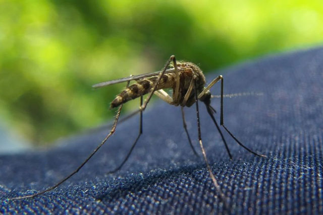 Bí kíp đơn giản chống muỗi hiệu quả cho cả gia đình