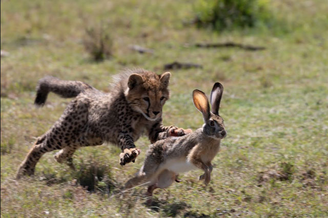 CLIP: Bài học ‘vỡ lòng’ của báo săn con – săn thỏ rừng