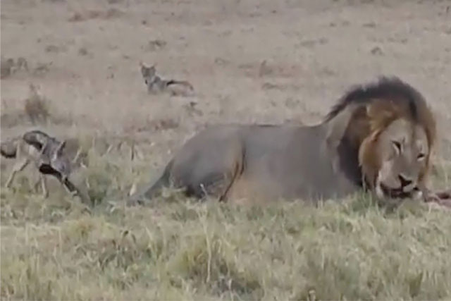 CLIP: Màn ‘ăn xin’ độc đáo của chó rừng bé xíu trước sư tử đực khổng lồ