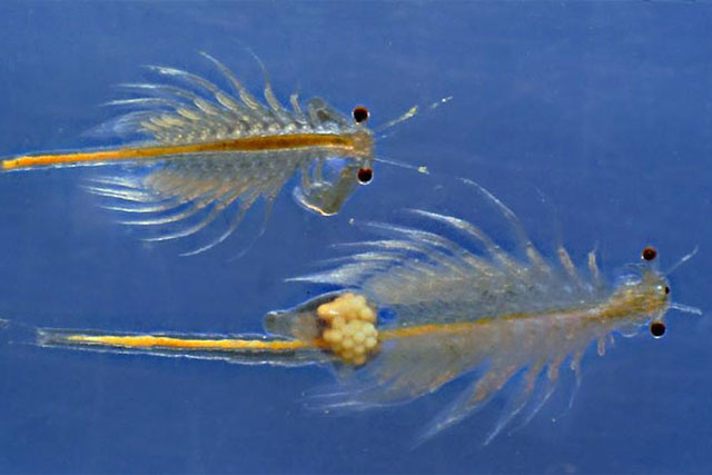 CLIP: Ngỡ ngàng với khả năng sống ‘siêu dai’ của loài tôm tí hon, đun sôi 105 độ C, nhúng vào thuốc trừ sâu vẫn không chết