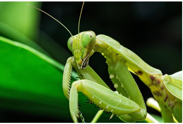Bọ ngựa đực luôn bị con cái ăn thịt sau khi giao phối, nhưng tại sao lại không chạy trốn, có phải vì tình yêu?