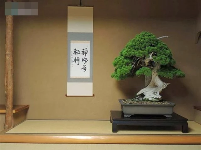 800-year-old-bonsai-tree-1508919892430-1508924601376