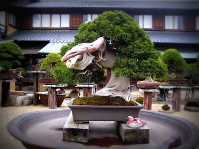 oldest-juniper-bonsai-1508920050435
