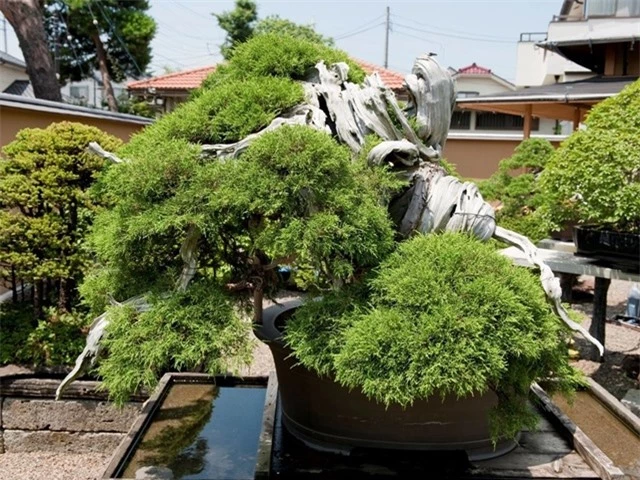 manseien-bonsai-1000years-old-1508919892433