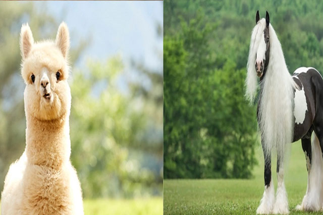 Những loài động vật sở hữu bộ lông kỳ lạ nhất thế giới, giúp chúng sinh tồn trong thế giới hoang dã