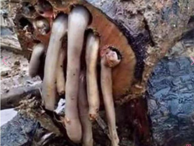 Loại giun màu trắng kinh tởm trong gỗ này đã khiến người dân địa phương kiếm được rất nhiều tiền, nó còn là món ăn 'đặc sản'