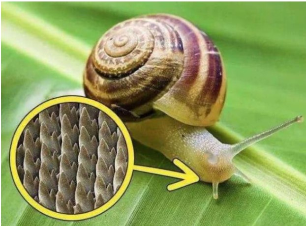 Tại sao ốc sên là sinh vật có răng nhiều nhất, phóng đại chúng hàng ngàn lần, bức tranh khiến người ta nổi da gà