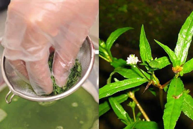 Cỏ Mực (Nhọ Nồi): Vị thuốc ở nông thôn có tác dụng chữa bệnh tuyệt vời