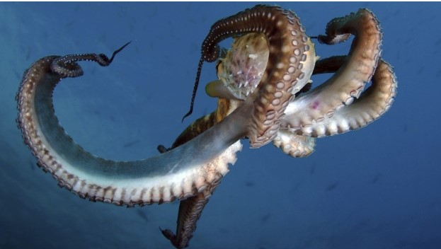 Tại sao máu của nhiều loài vật không có màu đỏ?