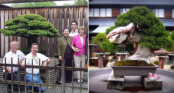 Những cây bonsai cổ thụ ‘sống thọ’ nhất thế giới: Cây ở Nhật bị đánh bom không chết, siêu cây vô giá