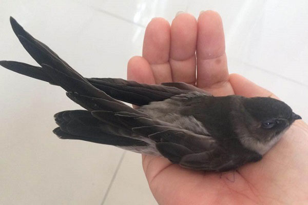 Nếu trong sân nhà bạn có 5 con vật này ghé thăm, bạn chỉ có thể xua đuổi chứ không được làm hại chúng