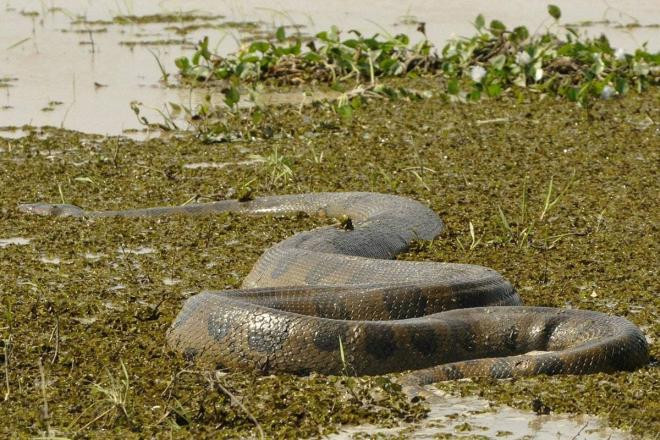 Sông Amazon khủng khiếp như thế nào? Có một cậu bé bị rơi xuống sông và bị ăn thịt chỉ trong tích tắc