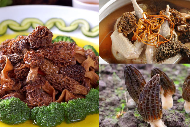 Việt Nam sở hữu loại nấm quý hiếm bậc nhất thế giới, là vua của các loài nấm, tên gọi độc nhất vô nhị