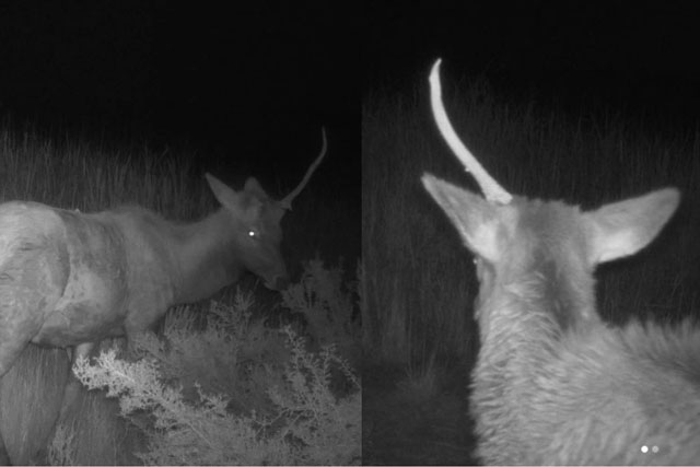 Thế giới đứng ngồi không yên khi loài vật thần thoại bỗng tái sinh kỳ diệu, sự thật phía sau ra sao?