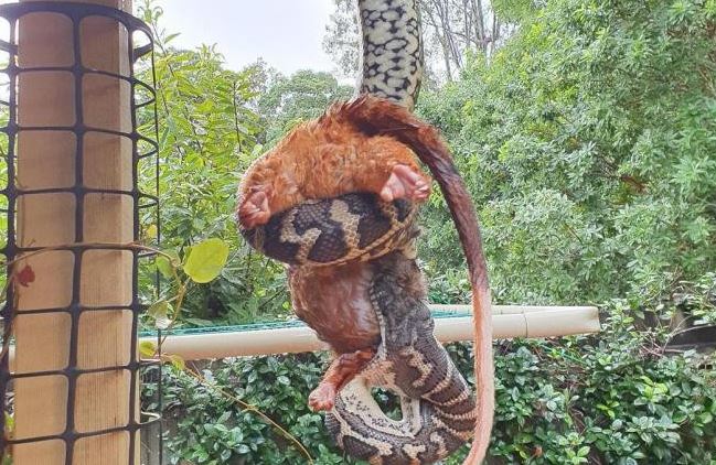 Một đống lớn vật thể bí ẩn rơi xuống từ mái hiên, cư dân tò mò bước tới để kiểm tra và anh đã bị sốc!