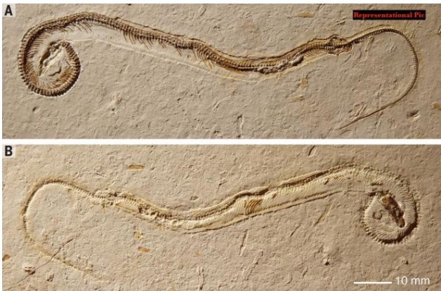 Hóa thạch rắn khổng lồ 35 triệu năm tuổi được khai quật với chiều dài gần 10m, chuyên gia siêu kinh ngạc