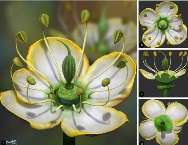 Đóa hoa từ thời thượng cổ 15 triệu năm trước cho thấy sự kỳ diệu của tự nhiên