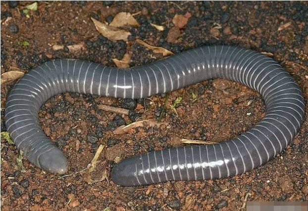 Động vật tồn tại 250 triệu năm trên trái đất, lần đầu tiên các nhà khoa học phát hiện chúng có nanh giống rắn