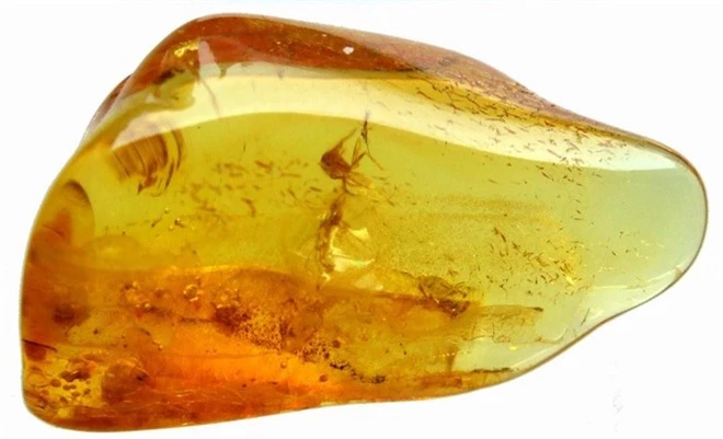 Phát hiện đóa hoa từ thời thượng cổ 15 triệu năm trước 0 Phát hiện đóa hoa từ thời thượng cổ 15 triệu năm trước 0