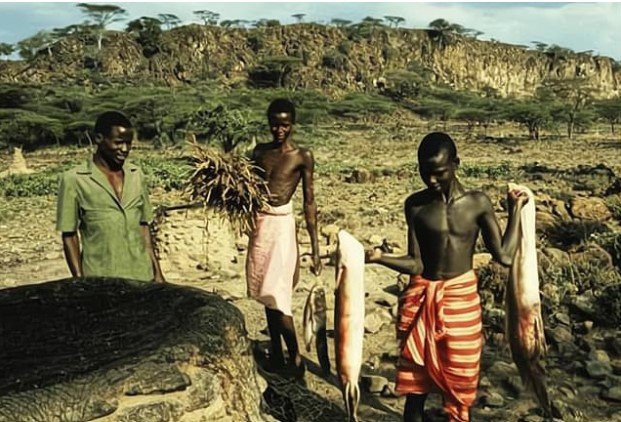 Cá phổi châu Phi có thể ẩn mình trong lòng đất vài năm mà không ăn uống, nhưng không thể trốn khỏi sự khai quật của con người