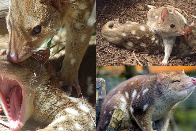 Loài vật có cách ân ái bạo lực nhất thế giới: Bỏ mạng sau khi 'mây mưa', ớn lạnh vì tiếng gào rú