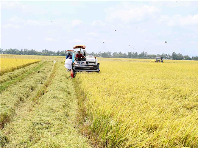 Đến 2030, hình thành một triệu héc-ta vùng chuyên canh lúa chất lượng cao