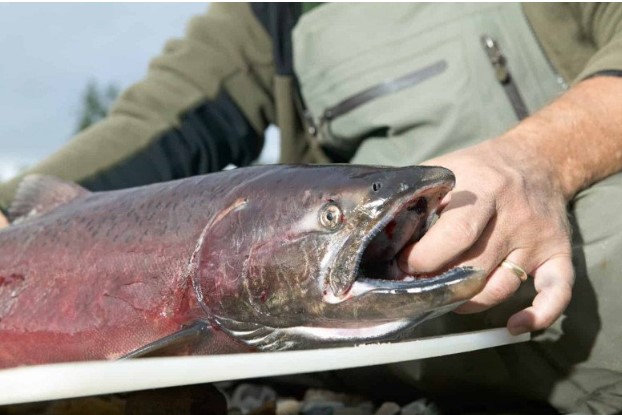 5 loài cá đắt đỏ nhất hành tinh: Hương vị cực ngon nhưng siêu hiếm, được giới thượng lưu lùng tìm