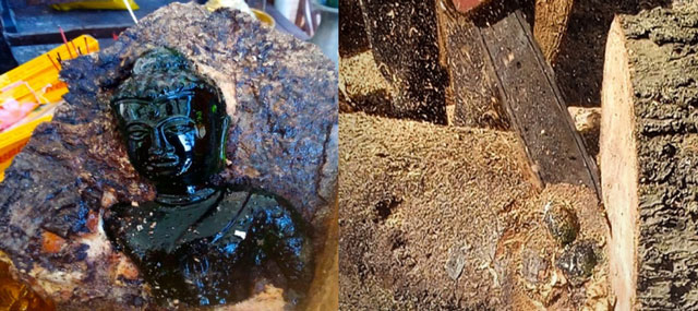 Phát hiện bảo vật quý hiếm trong cây xoài tại Thái Lan, được xác định có niên đại hơn 100 năm