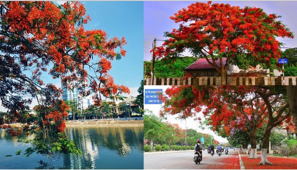 Tìm ra người đưa phượng vĩ đến Hải Phòng, tiết lộ cái tên kỳ lạ dân ‘đất cảng’ gọi loại cây này