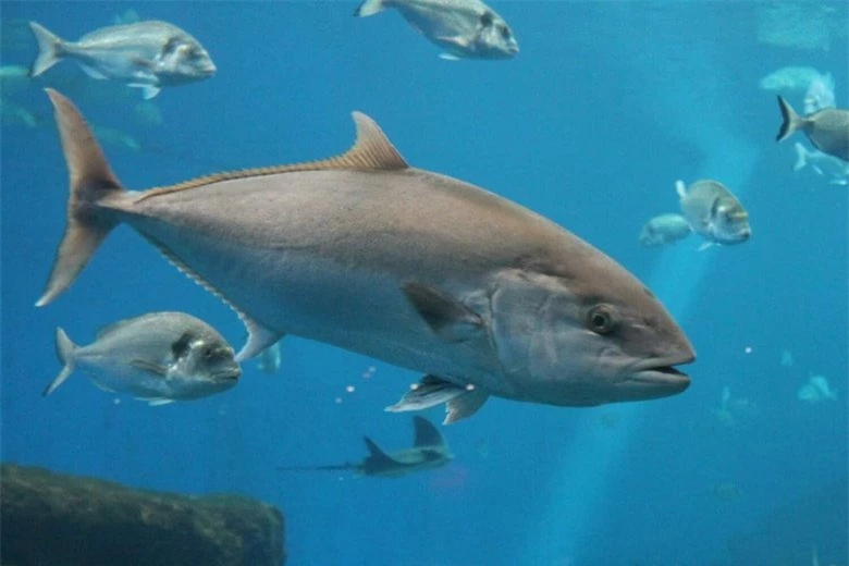 5 loài cá đắt đỏ nhất hành tinh: Hương vị cực ngon nhưng siêu hiếm, được giới thượng lưu lùng tìm - 5
