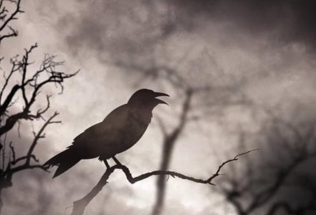 Tại sao con người thời cổ đại lại ghét quạ đến vậy?