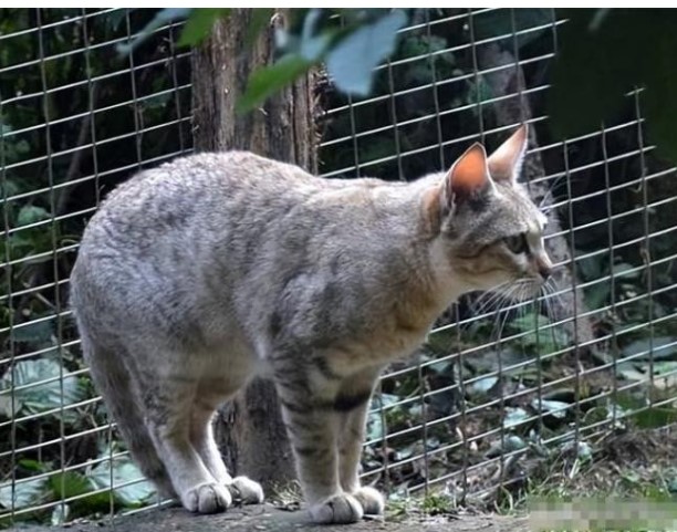 Tại sao mèo kêu thảm thiết khi giao phối? Sự khác biệt giữa con người và con mèo là gì?