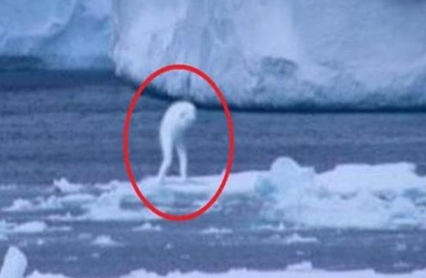 Ba 'sinh vật kinh dị' trên Trái đất này thực sự là kết quả của các thí nghiệm sinh hóa của con người