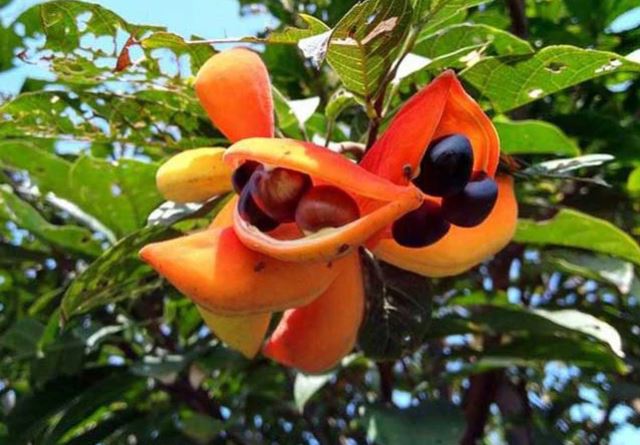 Hạt mề gà, đặc sản 'vạn người mê' của núi rừng Tây Bắc