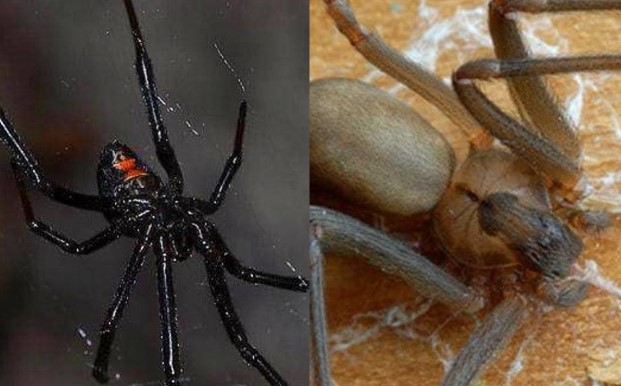 3 lo&#xE0;i nh&#x1EC7;n &#x111;&#x1ED9;c nh&#x1EA5;t, c&#xF3; th&#x1EC3; gi&#x1EBF;t &#x111;&#x1B0;&#x1EE3;c r&#x1EAF;n &#x111;&#x1ED9;c!