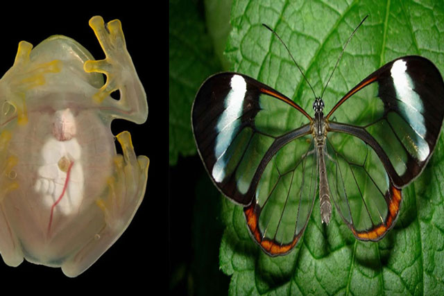 Mãn nhãn trước những hình ảnh về động vật có thân hình trong suốt, có thể nhìn xuyên thấu