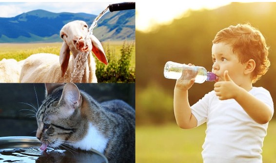 Tại sao động vật uống nước bẩn vẫn không bị bệnh, còn con người ngửi mùi đã không chịu nổi?