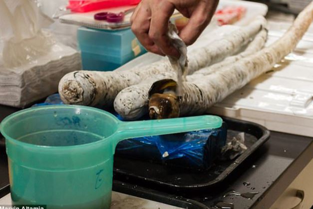 Phát hiện loài giun cổ đại khổng lồ 'trốn' trong thân gỗ hàng trăm năm