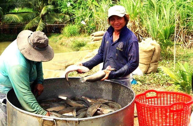 Cá lóc - loại cá ngon nhưng chủ yếu chỉ tiêu thụ trong thị trường nội địa.