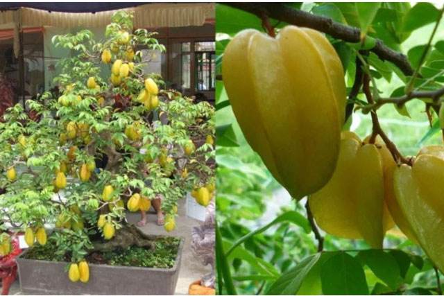 Các cụ dặn: Chỉ cần trồng một cây khế trước nhà thì con cháu lắm Phúc nhiều Lộc, may mắn, giàu sang nhiều đời