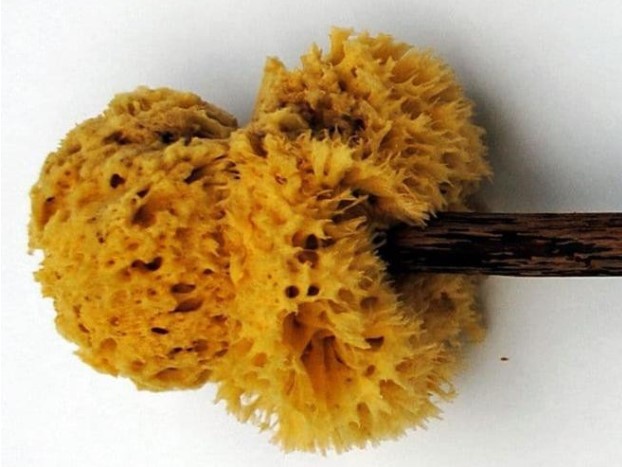 Con người đã dùng gì để thay thế giấy vệ sinh trước khi nó ra đời?