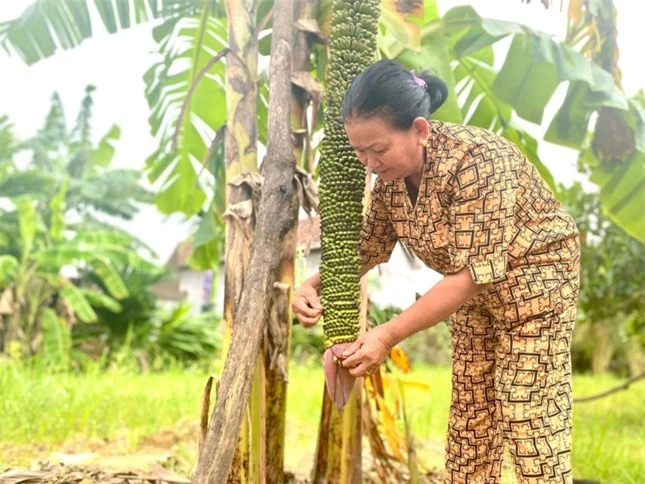 Buồng chuối khủng ở Quảng Ngãi 'đẻ' hơn 100 nải vẫn chưa dừng lại ảnh 2