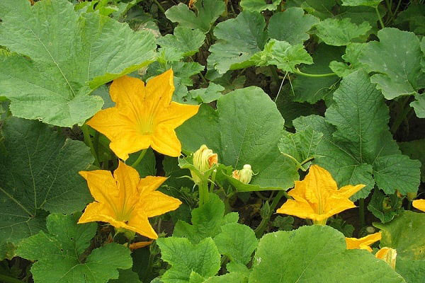 Hoa bí ngô có tác dụng gì với sức khỏe?