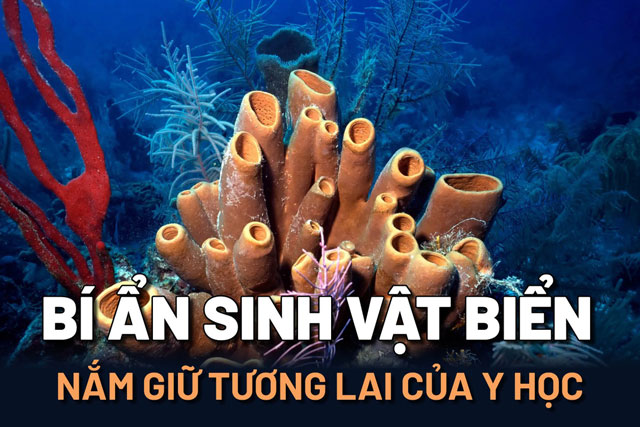 Bí ẩn những sinh vật biển lâu đời nhất hành tinh nắm giữ tương lai của y học