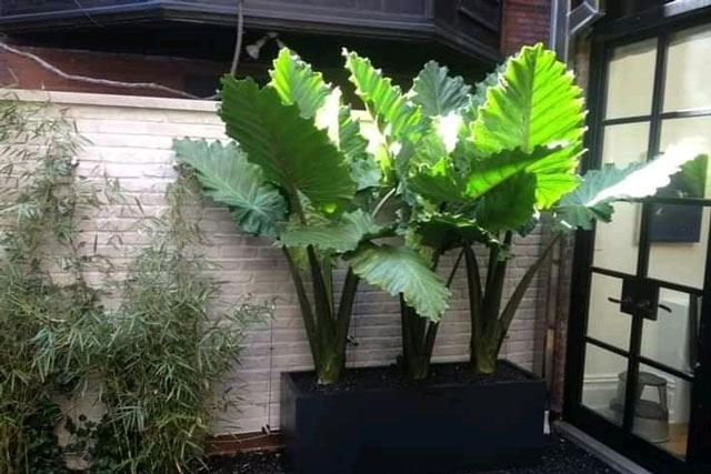 Trong nhà chỉ cần 1 cây này thì hút hết lộc thiên hạ, lá càng to càng nhiều lộc, dễ trồng xanh quanh năm