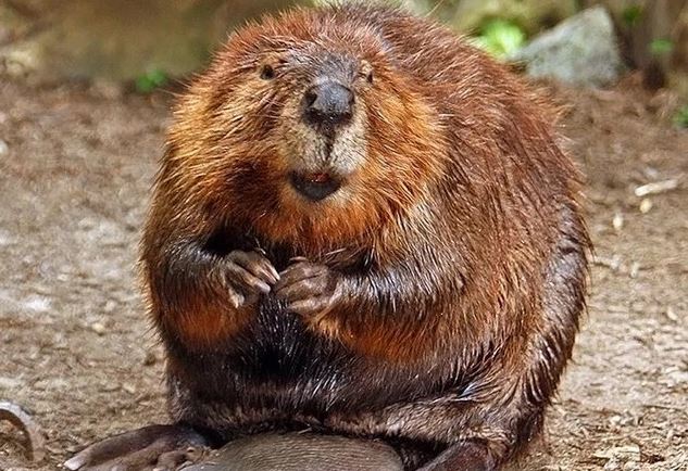 Hương vani tự nhiên bắt nguồn từ… mông hải ly?