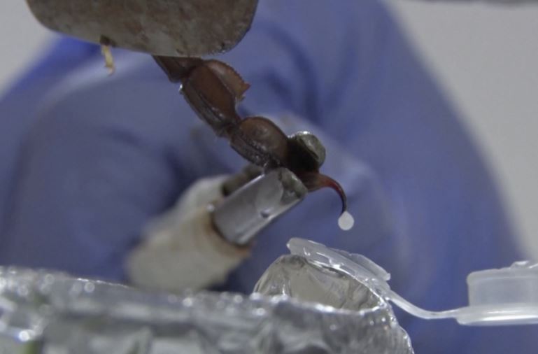 Tại sao nọc độc bọ cạp lại được mệnh danh là chất lỏng đắt nhất thế giới?