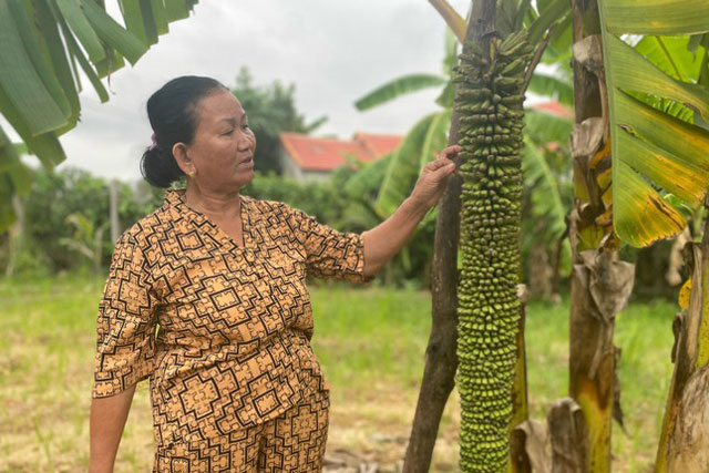 Clip: Buồng chuối khủng ở Quảng Ngãi 'đẻ' hơn 100 nải vẫn chưa dừng lại