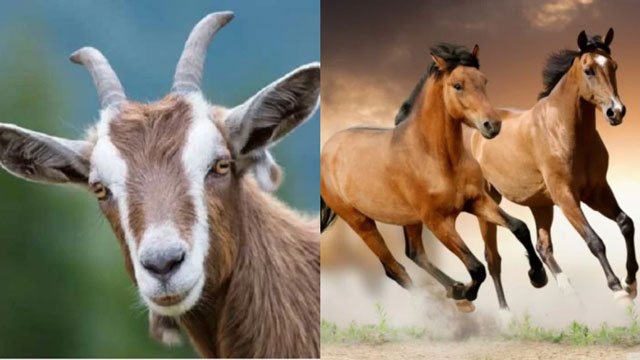 3 cặp con giáp đến với nhau tăng sinh may mắn, cuộc sống đổi đời nâng tầm phú quý