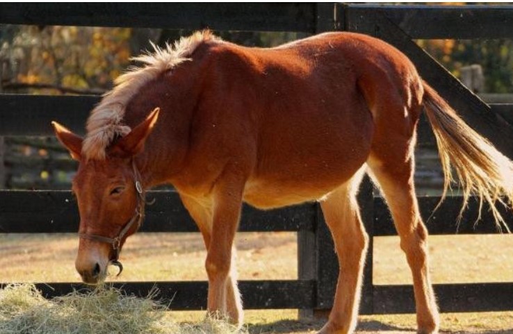 Thịt ngựa bổ dưỡng hơn thịt bò và thịt cừu, tại sao con người ít ăn? 